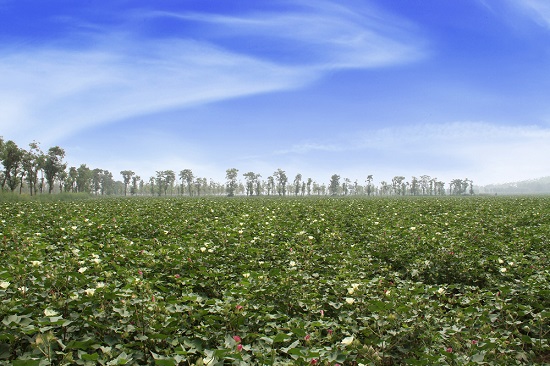 2.富平鹵泊灘鹽堿地治理項(xiàng)目改造后.jpg